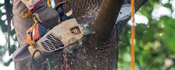 Best Tree Mulching  in Good Hope, AL