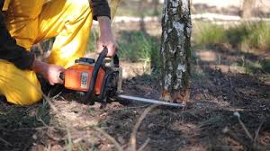 Best Grass Overseeding  in Good Hope, AL