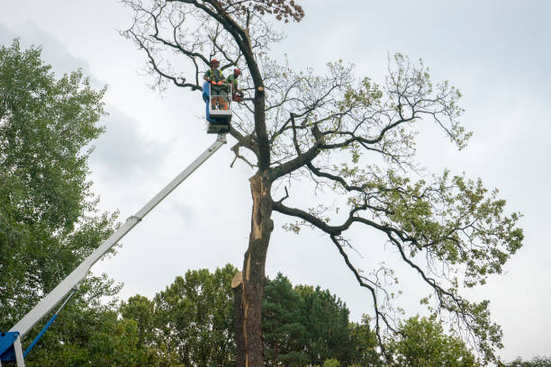 Best Hedge Trimming  in Good Hope, AL