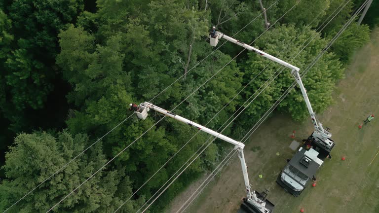 Best Palm Tree Trimming  in Good Hope, AL