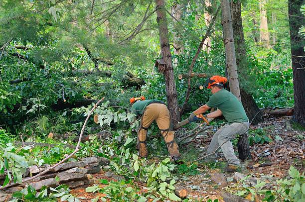 Best Pest Control for Lawns  in Good Hope, AL
