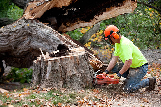 How Our Tree Care Process Works  in  Good Hope, AL
