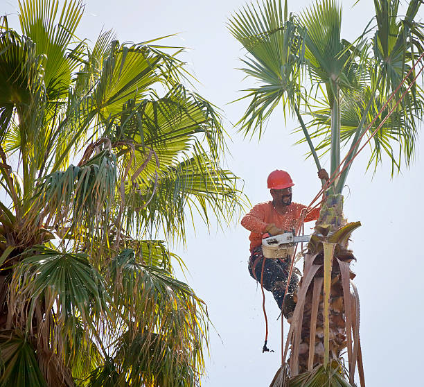 Best Tree Removal  in Good Hope, AL