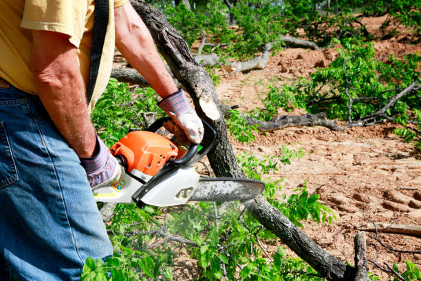 Best Tree Risk Assessment  in Good Hope, AL